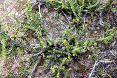 Acantholippia seriphioides