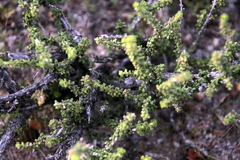 Acantholippia seriphioides