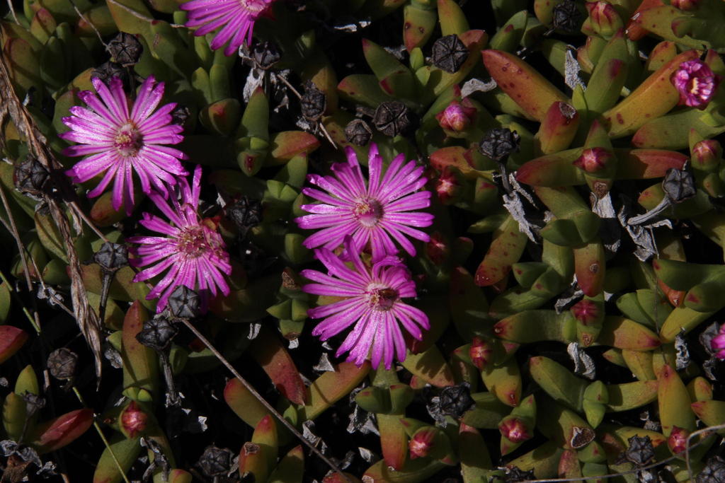 Ruschia lineolata (Haw.) Schwantes 2