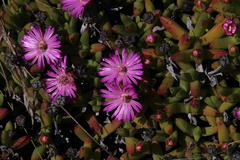 Ruschia lineolata