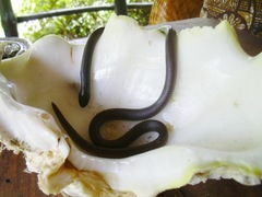 Amblyodipsas polylepis
