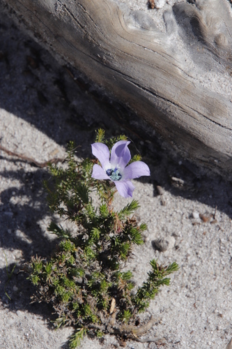 Image of Roella triflora by (c) Tony Rebelo, some rights reserved (CC BY-SA)