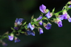 Tadehagi triquetrum
