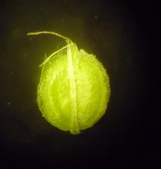 Corispermum hyssopifolium