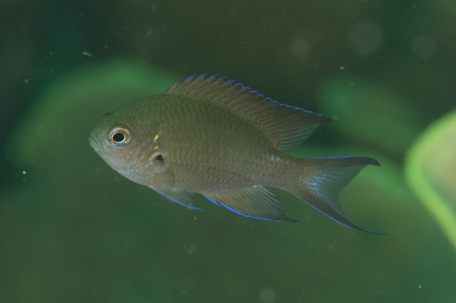 Brown demoiselle (Neopomacentrus filamentosus) — Pomacentridae