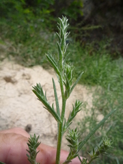 Corispermum hyssopifolium