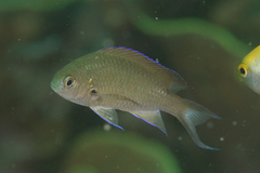 Neopomacentrus filamentosus