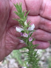 Hedeoma hyssopifolia