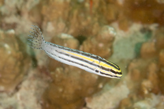 Grammistes Blenny photo 5
