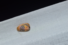 Trischalis subaurana