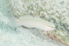 Amblygobius decussatus