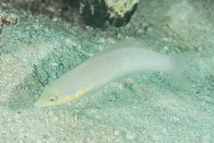 Halichoeres chloropterus