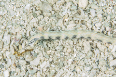 Corythoichthys conspicillatus