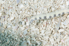 Corythoichthys conspicillatus