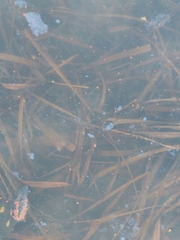 Lissotriton vulgaris