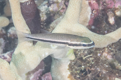 Cheilodipterus parazonatus