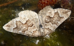 Scotopteryx obvallaria