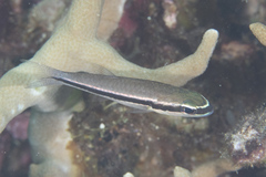 Cheilodipterus parazonatus