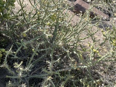 Cylindropuntia calmalliana