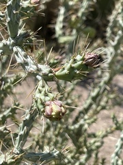 Cylindropuntia calmalliana