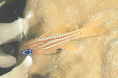 Ostorhinchus compressus