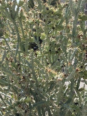 Cylindropuntia calmalliana