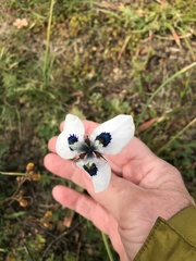 Moraea aristata