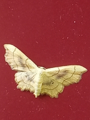 Idaea emarginata