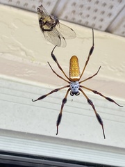 Trichonephila clavipes image