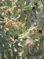 Cylindropuntia calmalliana
