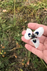 Moraea aristata
