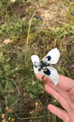 Moraea aristata