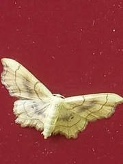 Idaea emarginata