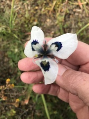 Moraea aristata