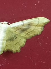Idaea emarginata