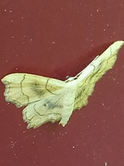 Idaea emarginata