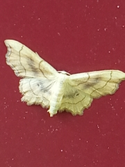 Idaea emarginata
