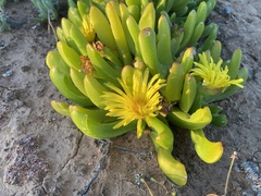 Glottiphyllum
