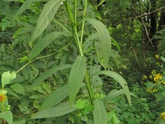 Verbesina walteri