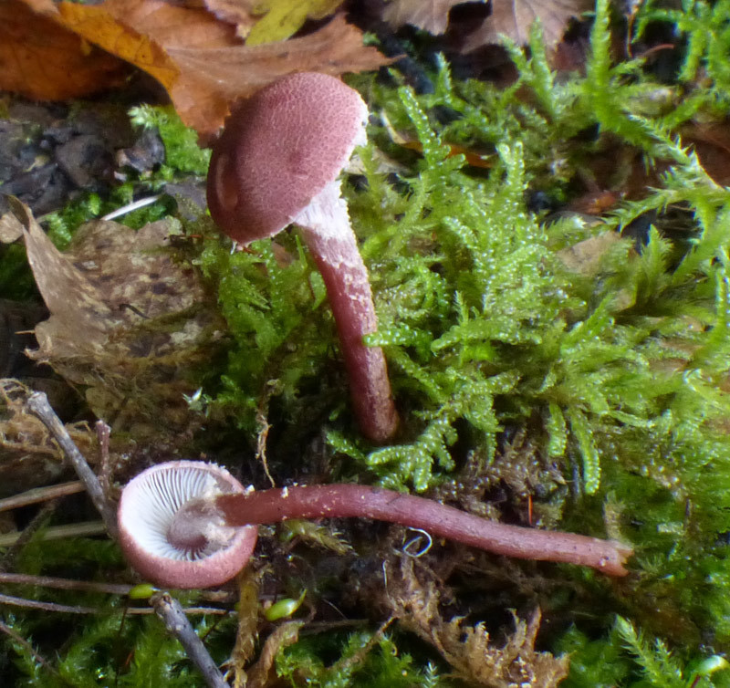 Cystoderma superbum