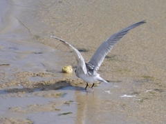 Sterna hirundo hirundo