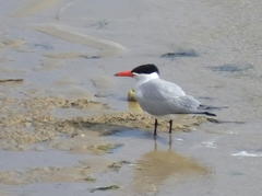 Sterna hirundo hirundo
