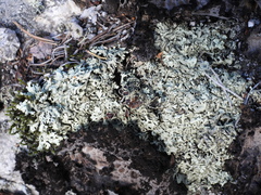 Xanthoparmelia stenophylla