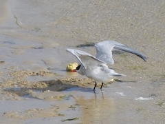 Sterna hirundo hirundo