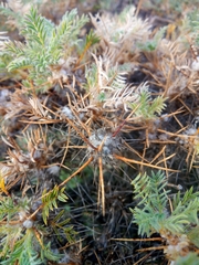 Astragalus arnacantha