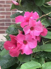 Mandevilla
