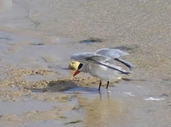 Sterna hirundo hirundo