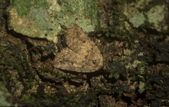 Tolpia conscitulana