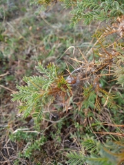 Astragalus arnacantha