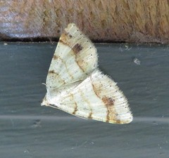 Macaria plumosata